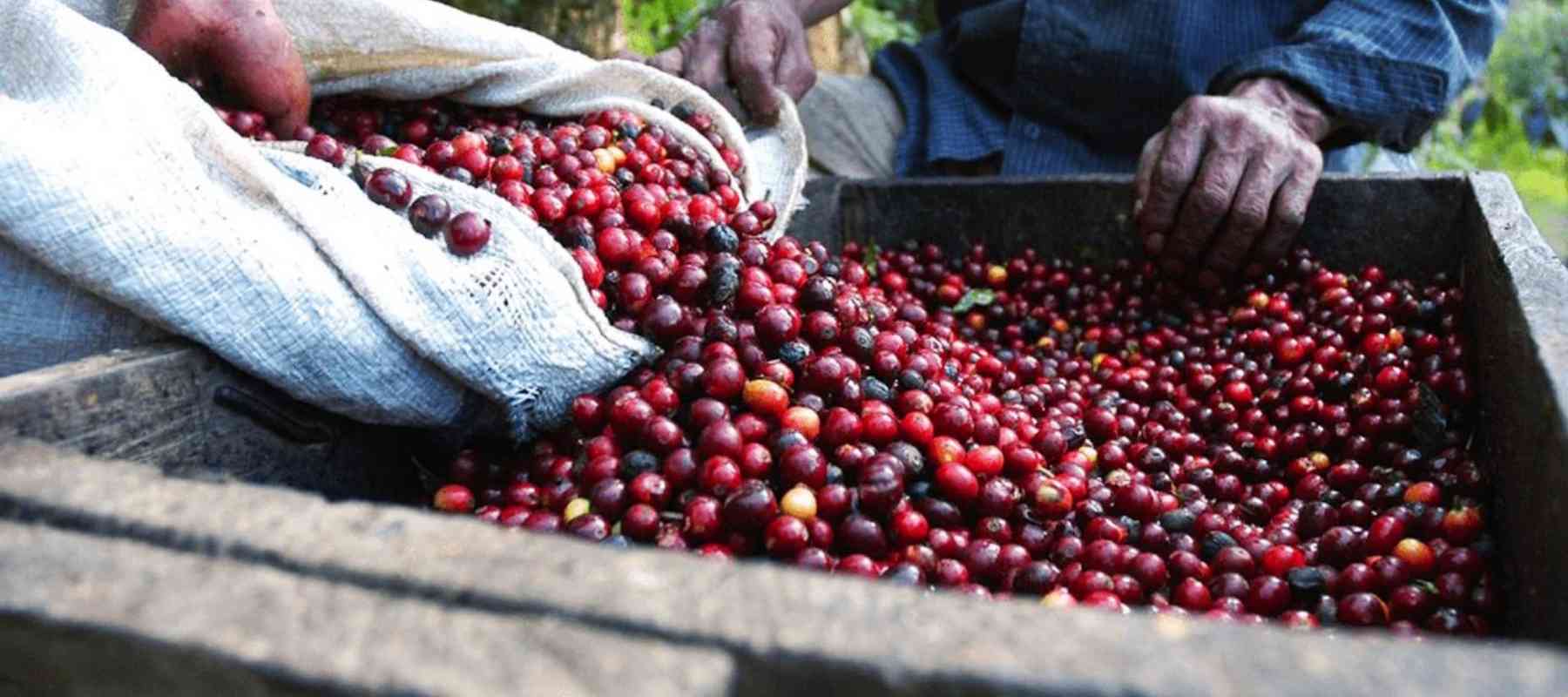 Ripe red coffee cherries being handpicked from the farm, showing grown with care process