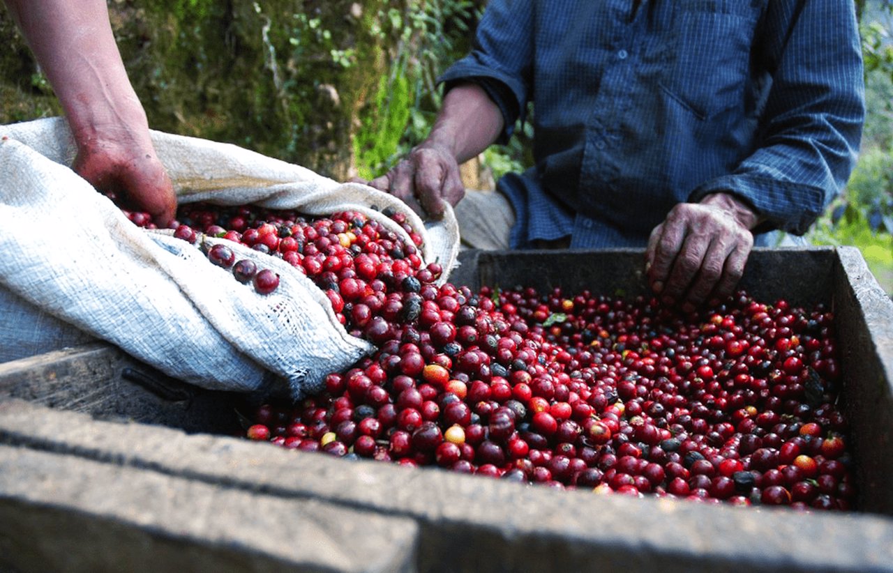 harvesting coffee fruit