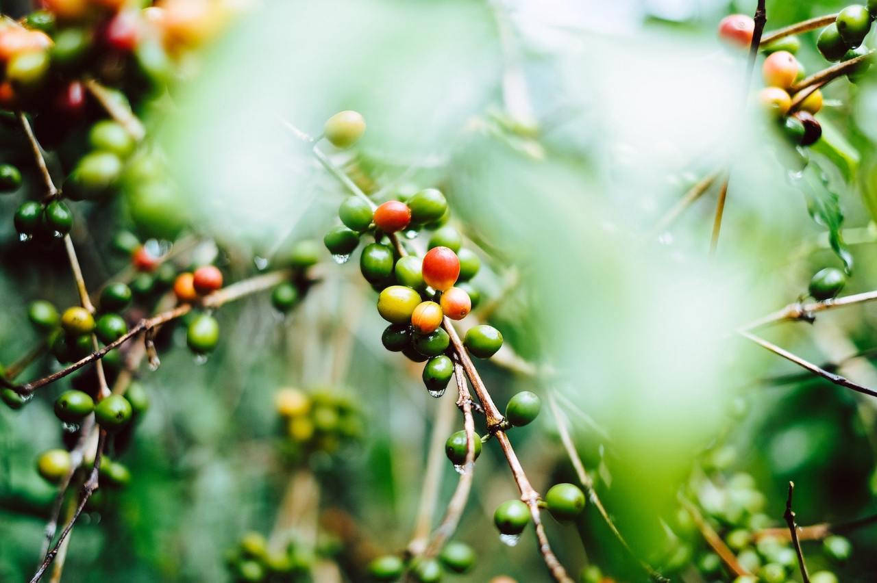 coffee fruit before harvest