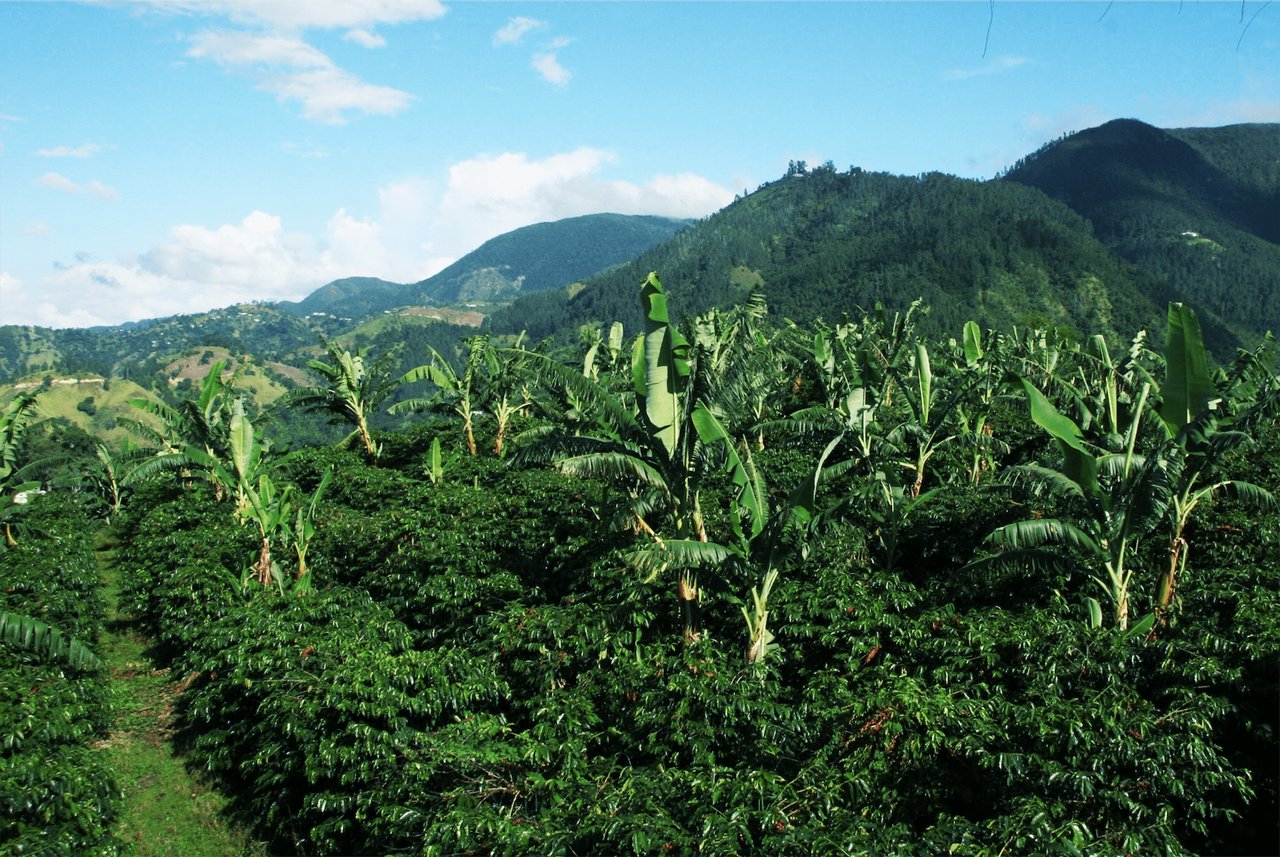 Jamaican coffee plantation